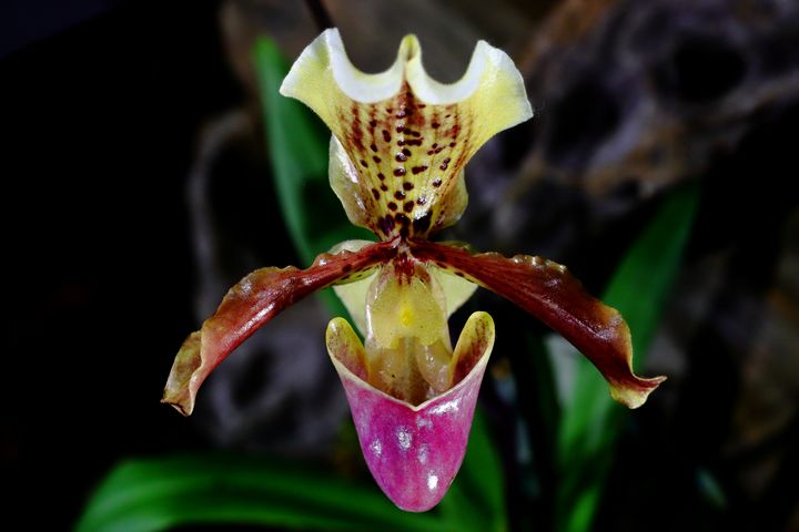 orchid Paphiopedilum - Preus Photography