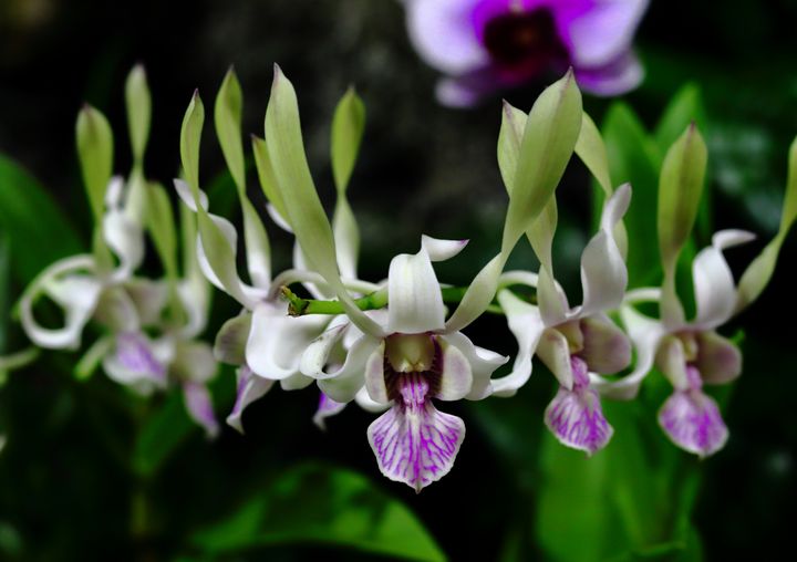 orchid family - Preus Photography