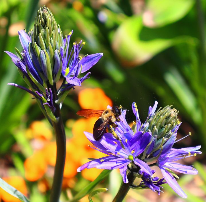 bee on flower - Preus Photography
