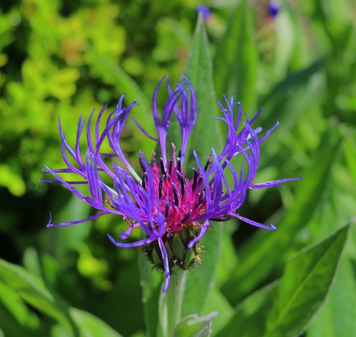 purple flower - Preus Photography