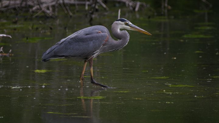 Heron Haven - RobTorres - Photography, Animals, Birds, & Fish, Birds ...