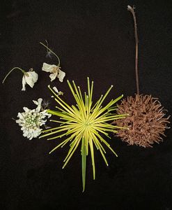 seedpods and papyrus