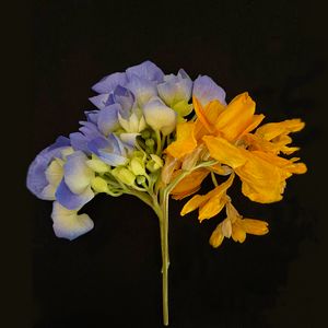 HYBRID HYDRANGEA
