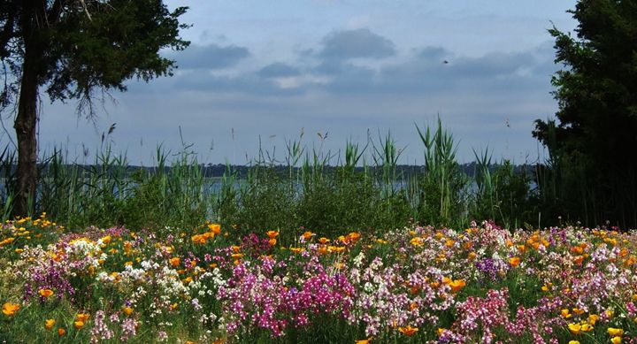 Wild Flowers In North Carolina Ryan Lane Collection - 