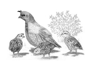 Quail Mother and Chicks - Art by Jeff L