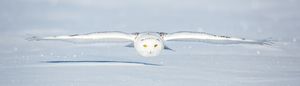 Snowy Owl Glide Path