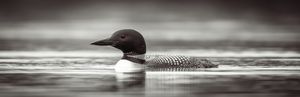 Tranquil Loon