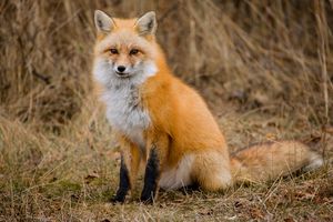 Foxy Looks