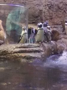 Penguins in an Aquarium