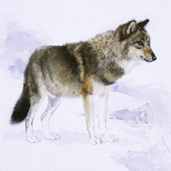 Wolf - Attila Meszlenyi