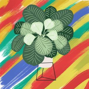 Homely monstera