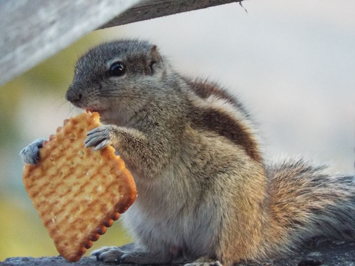 squirrel_biscuit - VR