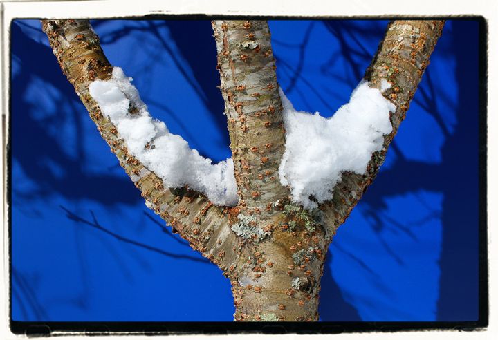 Snow Branches - EricBuechel.Net