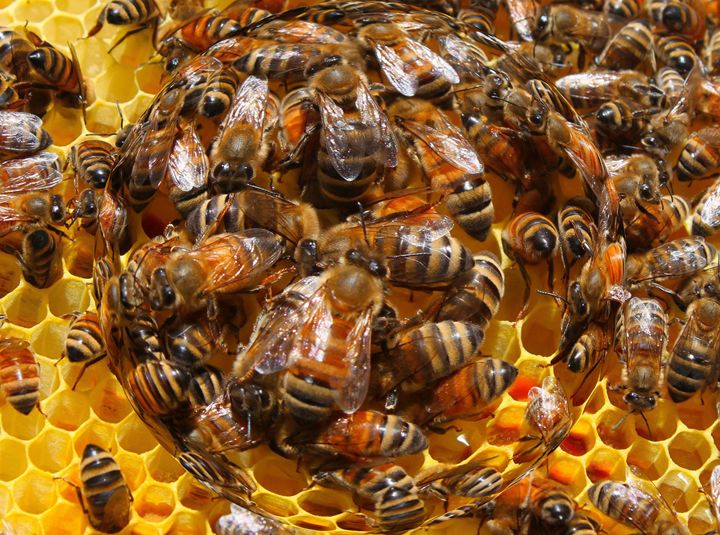 The Life Cycle of The Honey Bee - EricBuechel.Net