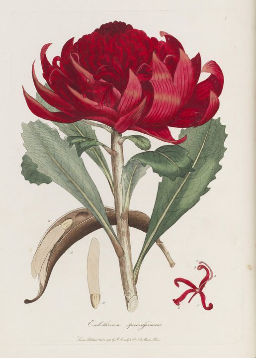 James Edward Smith~Waratah, [1794], - Classical art - Paintings ...