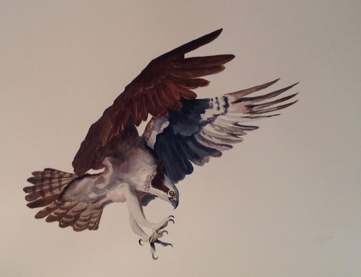 Osprey - Karin Minshull Original Watercolor paintings