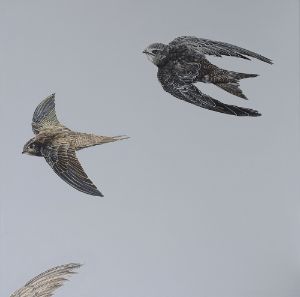 Darling birds of May