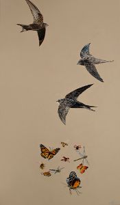 Rapid swifts and beautiful insects