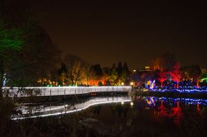 Holiday Lights #4