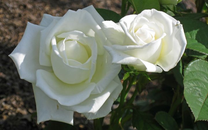 Roses in White & Shadow - The World Thru My EyeZ - Photography, Flowers ...