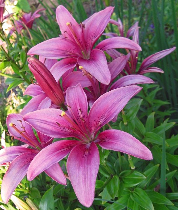 Purple Lilies - The World Thru My Eyez - Photography, Flowers, Plants 