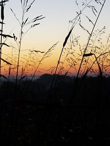 sunrise & grass