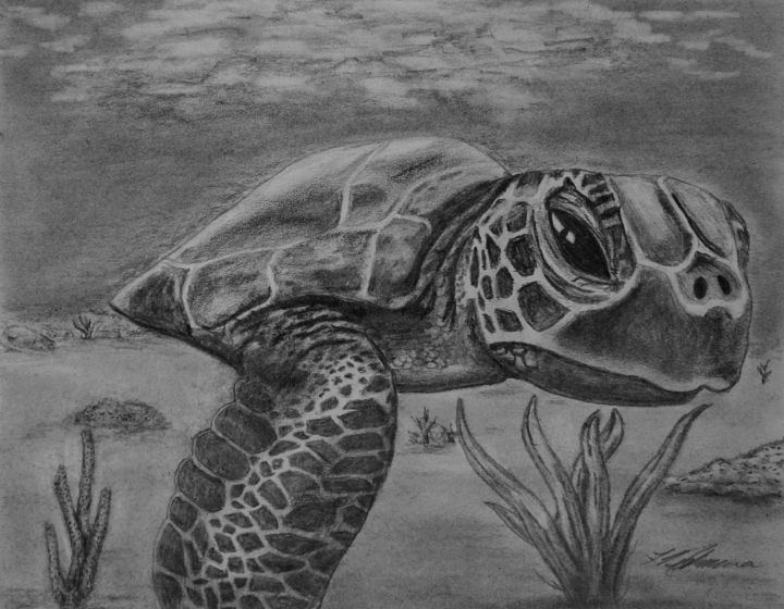 Sea Turtle Drawing Print - Bogus Jim Road Studio