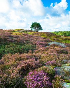 Pink and purple heather