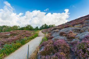 Pink and purple heather