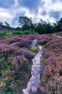 Pink and purple heather