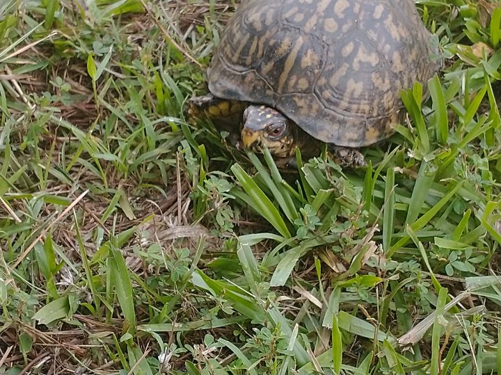 Turtle Off the Beaten Trail 2 - J. Michaels - Photography, Animals ...