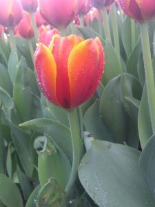 Dew in the morning #5