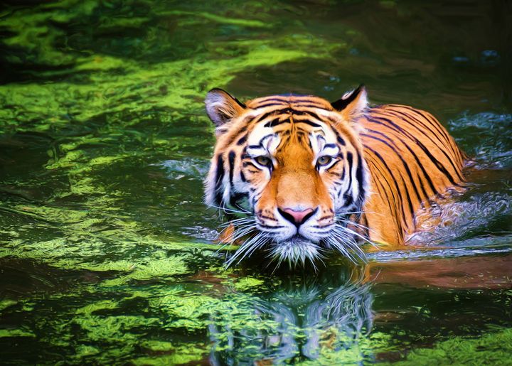 Animals-Tiger-Stripes in the water - Sipo Liimatainen - Paintings & Prints,  Animals, Birds, & Fish, Wild Cats, Tigers - ArtPal