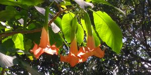 Angel Trumpets