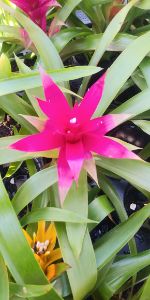 Passion Bromeliad