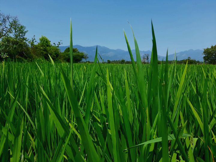 Green field - Sankari