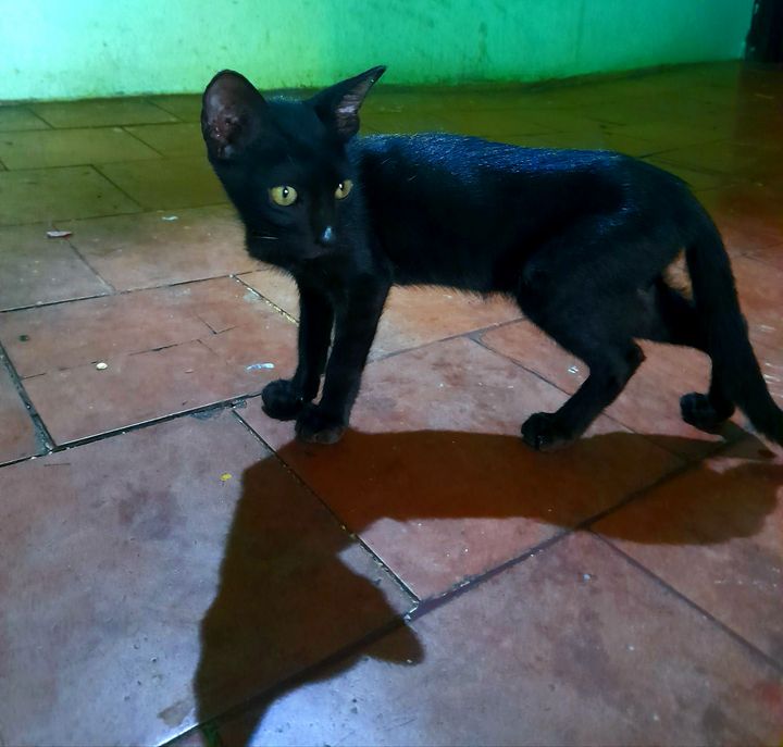 Black cat - Sankari