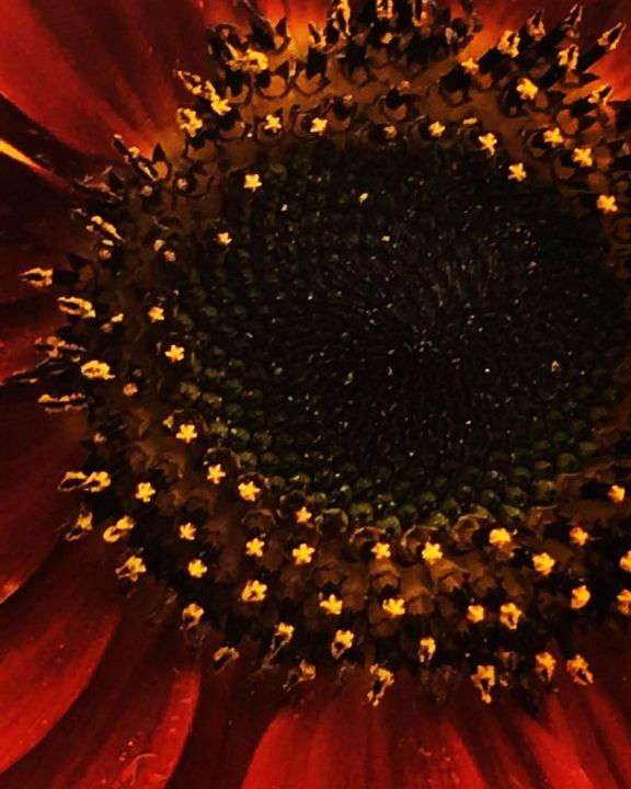 Sunflower - Apiksha Adhikari