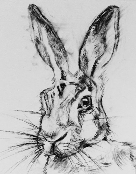Charcoal Hare - Kathryn Clifford - Drawings & Illustration, Animals ...