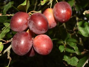 Prunus cerasifera.