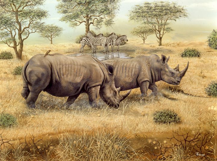 Rhinos & zebras at waterhole - Trish Perrevos - Paintings & Prints ...