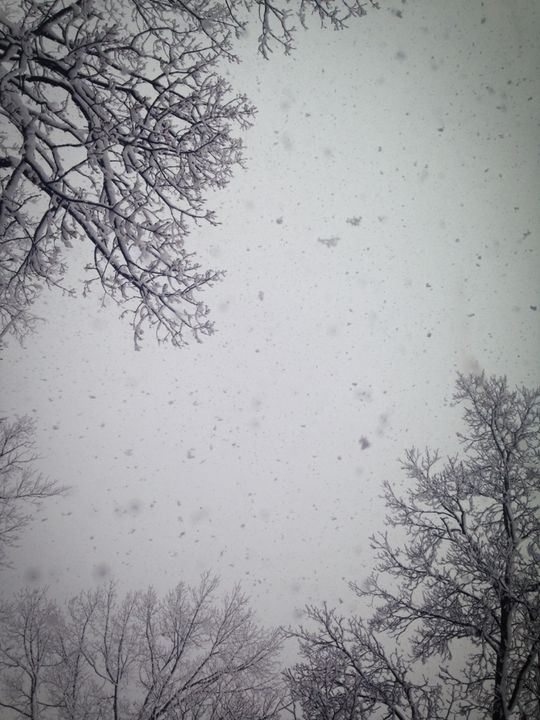 Treetop Snowflakes - Michelle Mahl