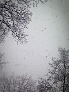 Treetop Snowflakes