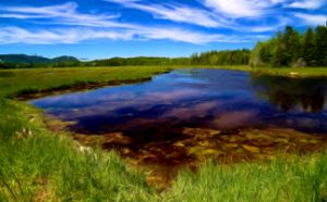 Impressions - Acadia Meadow