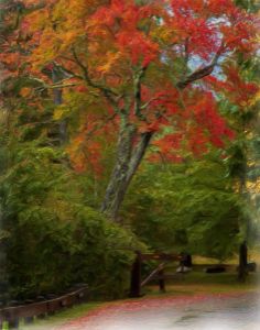 Impressions - Autumn in the Park - Cantor Photography