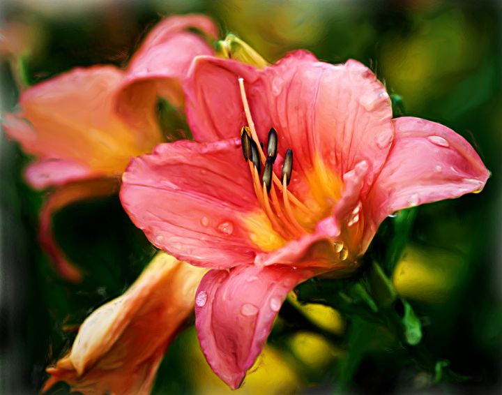 Impressions - Pink Daylily - Cantor Photography