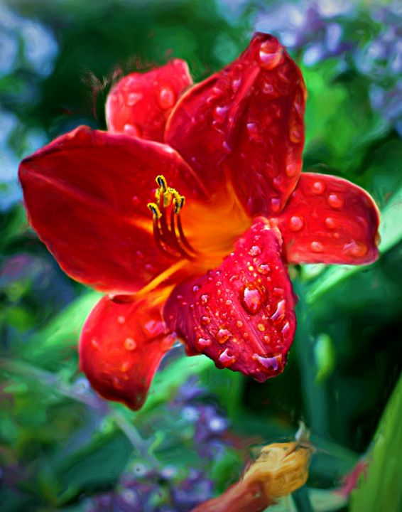 Red Daylily in the Rain - Cantor Photography