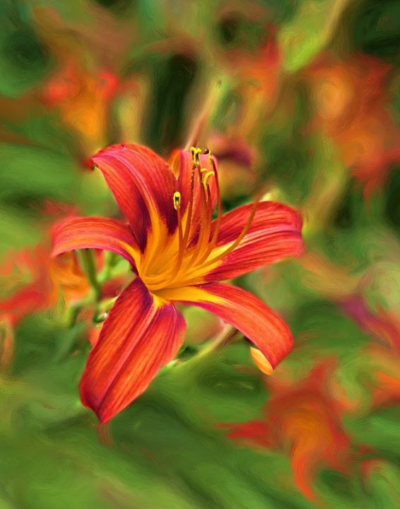 Impressions - Daylily in Orange - Cantor Photography