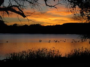 Sunset at Scott Lake - Ducks on Lake