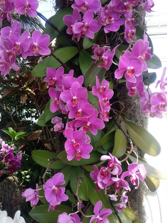 Orchid - BHUMIKA PANT